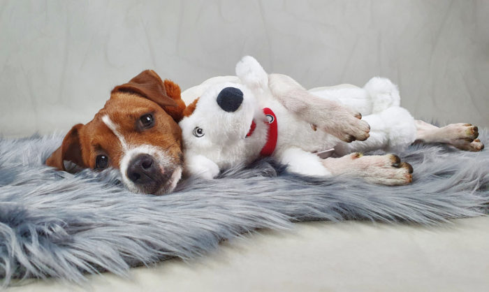 RelaxoPet PLAY MULTI-BUDDY - immagine 7