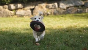 Gioco e Relax con Multi-Toy!!!
